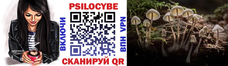 закладки Ветлуга Галлюциногенные грибы Psilocybine cubensis